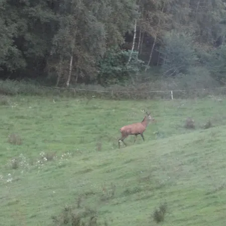 Na Skraju Gaju * Purda