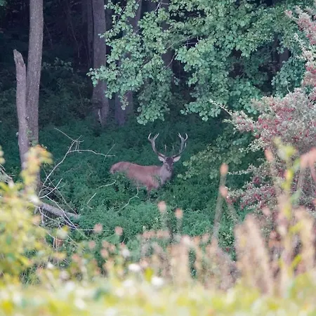 Na Skraju Gaju * Purda