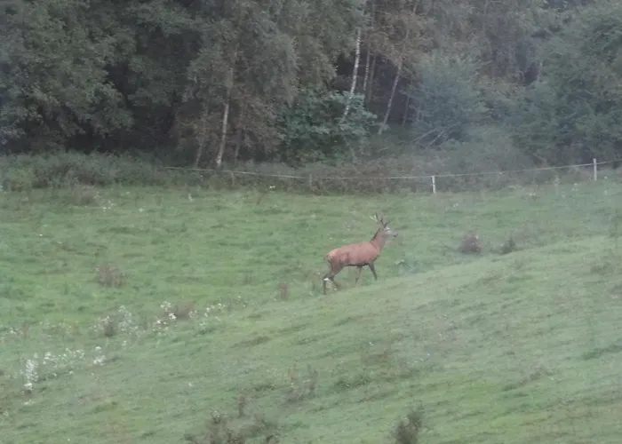 Na Skraju Gaju * Purda