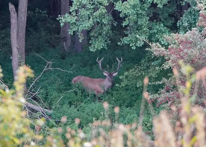 Na Skraju Gaju * Purda